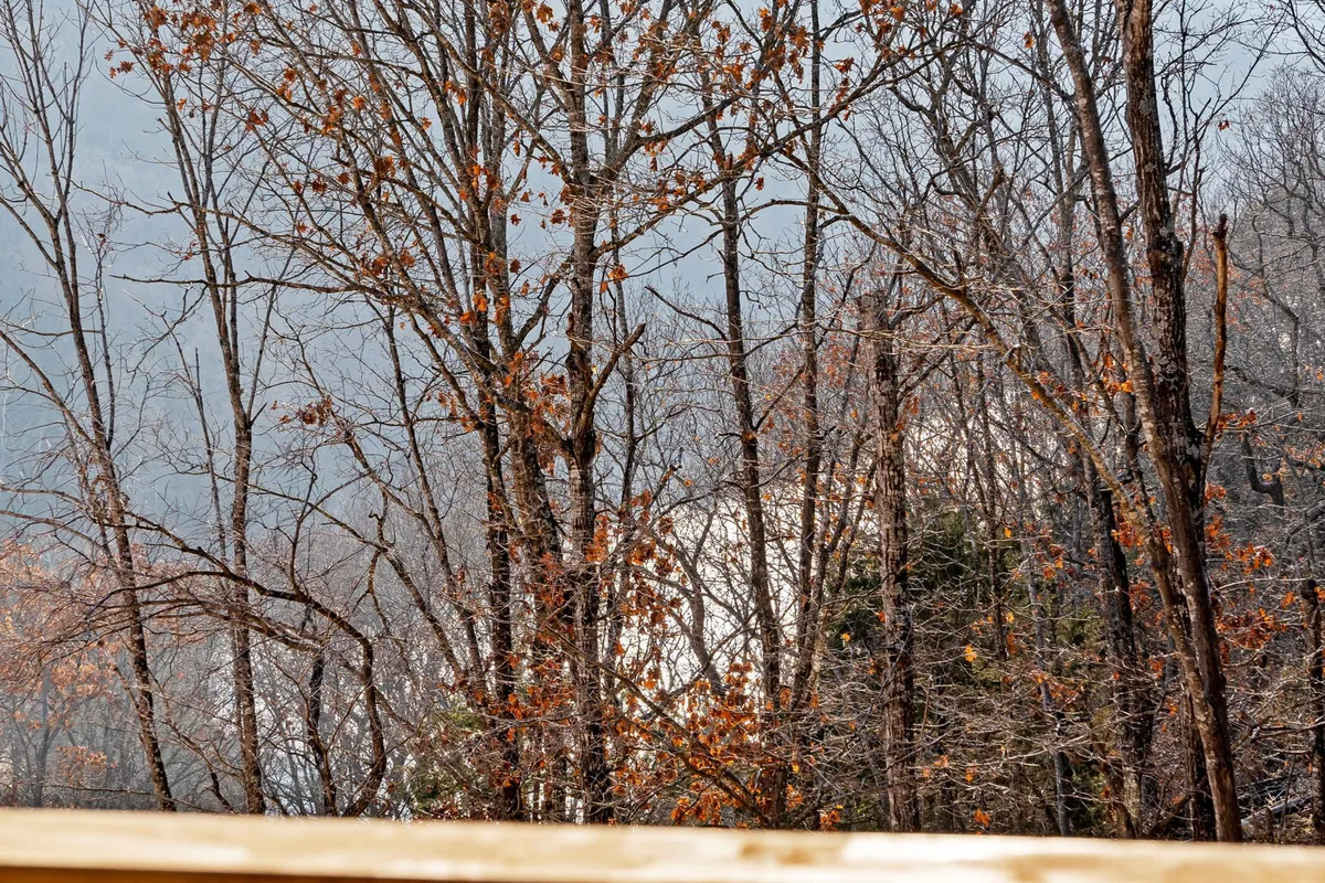 A tranquil view of bare trees with a hint of mist in the background and scattered colored leaves, evoking the quiet beauty of nature trails around the Ozarks. The scene invites thoughts of peaceful strolls and moments of reflection in the great outdoors.